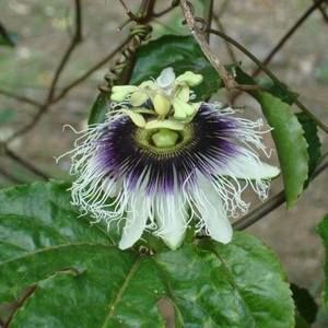 Meet your Posher, Tamara